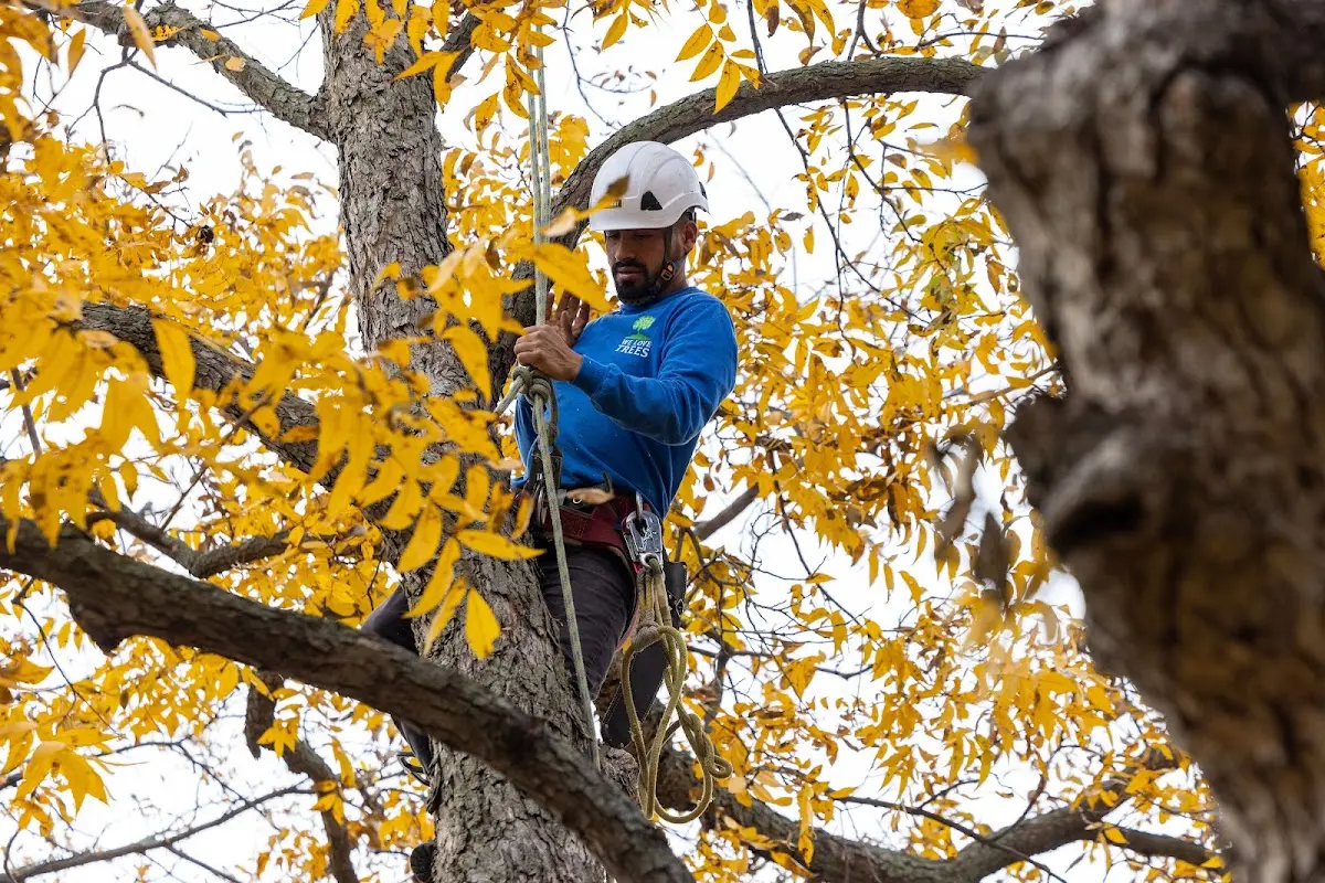 Skilled Storm Damage Cleanup crew working in Oakhurst